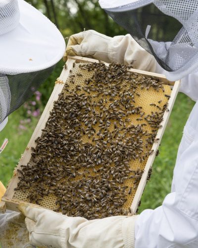 beekeeper-2650664_1920