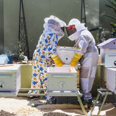 Beekeeper controlling beehive and comb frame, harvesting honey. Beekeeping concept.