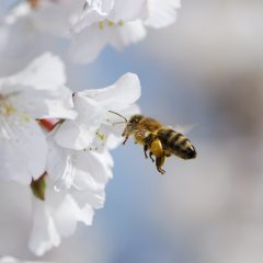 Flying honeybee